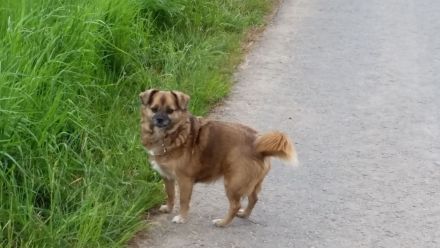 Hundetagesstätte Frankfurter Fellnasen