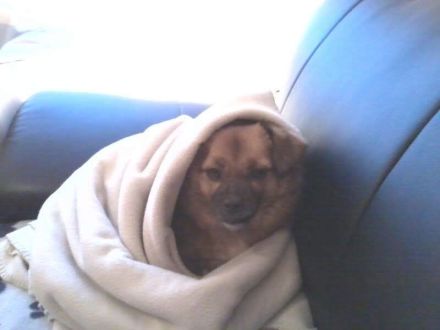 Hundetagesstätte Frankfurter Fellnasen