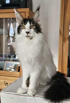 Maine Coon Reinrassig