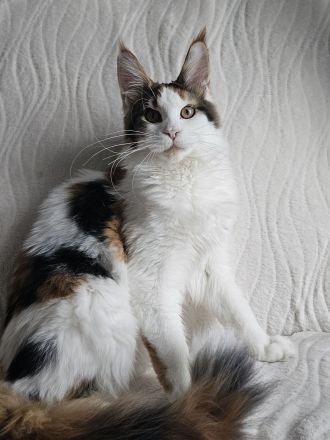 Maine Coon Reinrassig