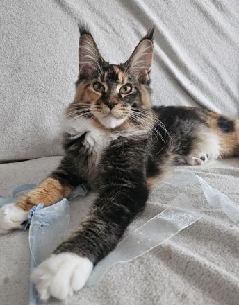 Maine Coon Reinrassig