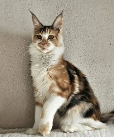 Maine Coon Reinrassig