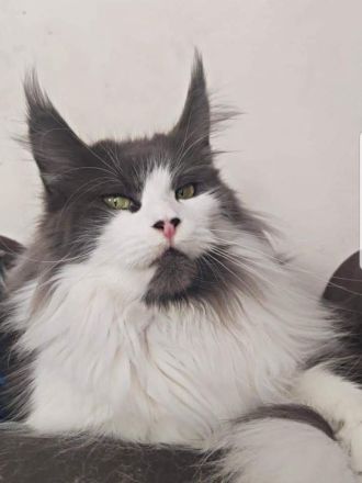 Maine Coon Reinrassig