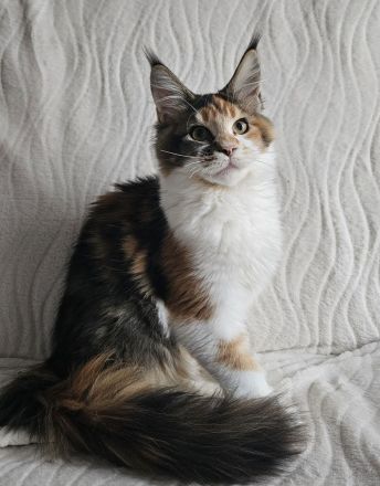 Maine Coon Reinrassig