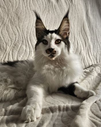 Maine Coon Reinrassig