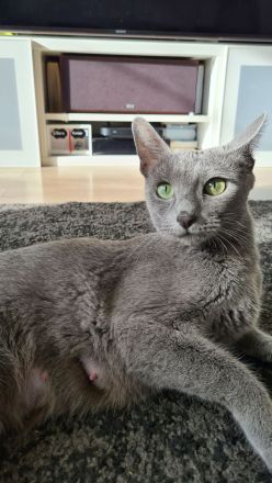 Russisch blau Kitten Katzen Babys Haustier Rassenkatze