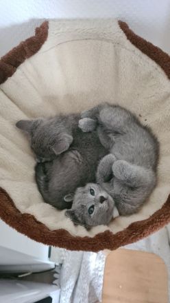 Russisch blau Kitten Katzen Babys Haustier Rassenkatze