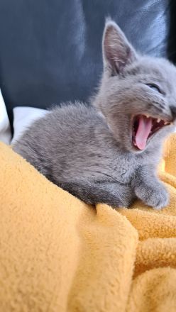 Russisch blau Kitten Katzen Babys Haustier Rassenkatze