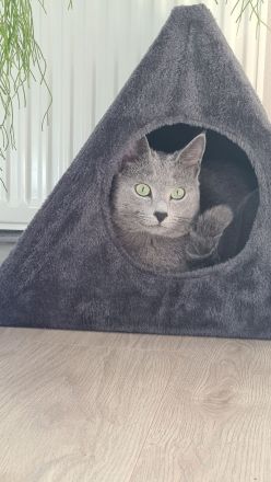 Russisch blau Kitten Katzen Babys Haustier Rassenkatze