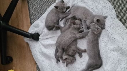 Russisch blau Kitten Katzen Babys Haustier Rassenkatze