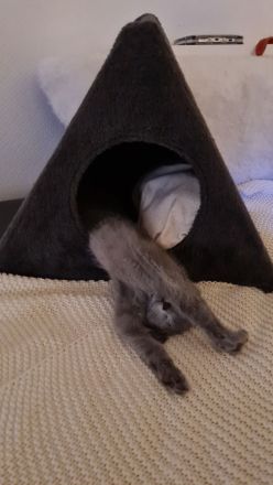 Russisch blau Kitten Katzen Babys Haustier Rassenkatze