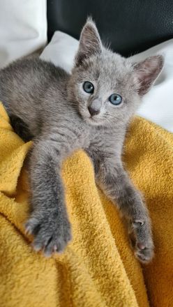Russisch blau Kitten Katzen Babys Haustier Rassenkatze
