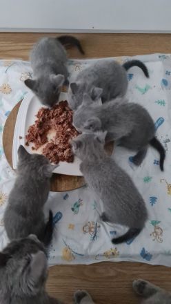 Russisch blau Kitten Katzen Babys Haustier Rassenkatze