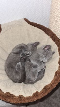 Russisch blau Kitten Katzen Babys Haustier Rassenkatze