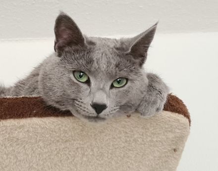 Russisch blau Kitten Katzen Babys Haustier Rassenkatze