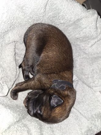 Malinois Belgischer Schäferhundwelpen