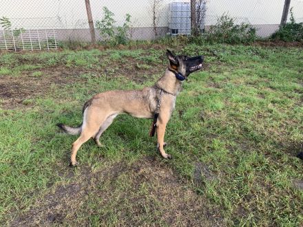 Malinois Belgischer Schäferhundwelpen