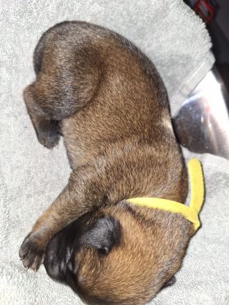 Malinois Belgischer Schäferhundwelpen