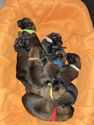 Malinois Belgischer Schäferhundwelpen