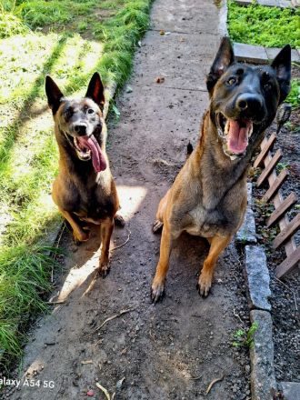 Malinois Belgischer Schäferhundwelpen