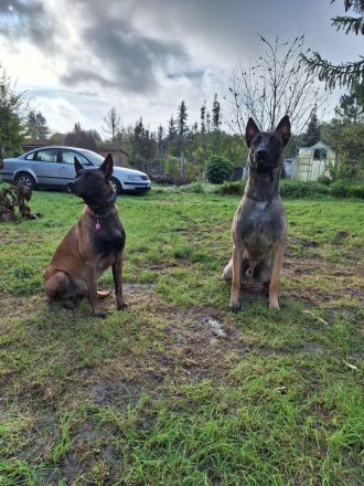 Malinois Belgischer Schäferhundwelpen