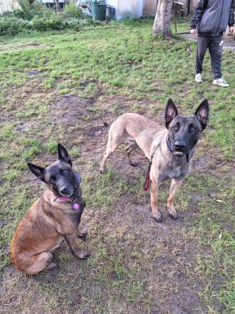 Malinois Belgischer Schäferhundwelpen