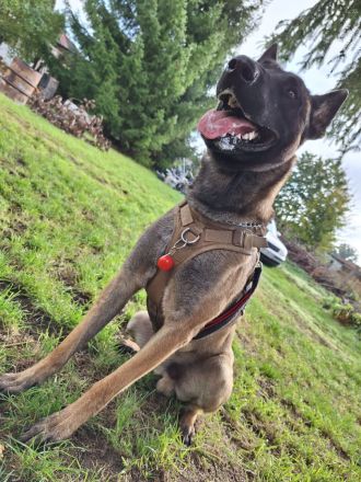 Malinois Belgischer Schäferhundwelpen