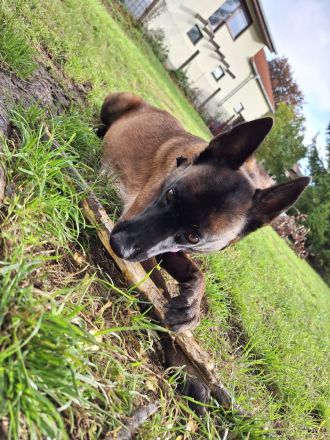 Malinois Belgischer Schäferhundwelpen
