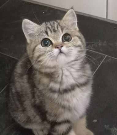 BKH Mädchen Kira sucht ihren Dosenöffner