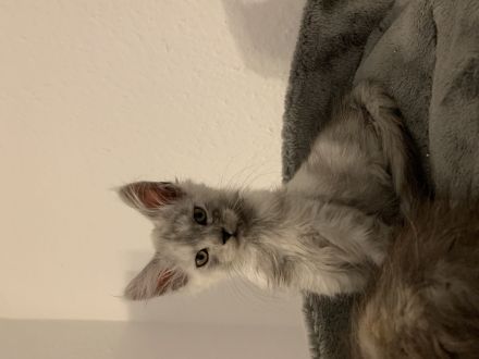Maine Coon Kitten mit Stammbaum