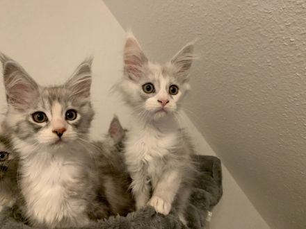 Maine Coon Kitten mit Stammbaum