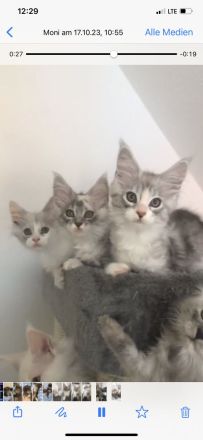 Maine Coon Kitten mit Stammbaum