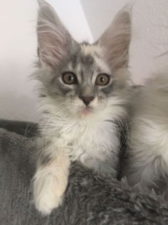 Maine Coon Kitten mit Stammbaum
