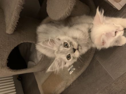 Maine Coon Kitten mit Stammbaum