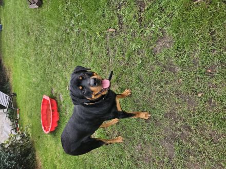 Hübscher Rottweiler sucht 2te Chance