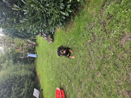 Hübscher Rottweiler sucht 2te Chance