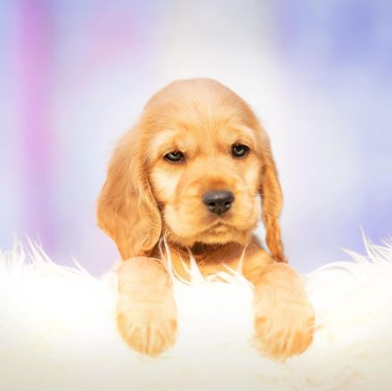 Cocker Spaniel Welpen