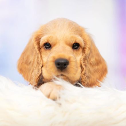 Cocker Spaniel Welpen