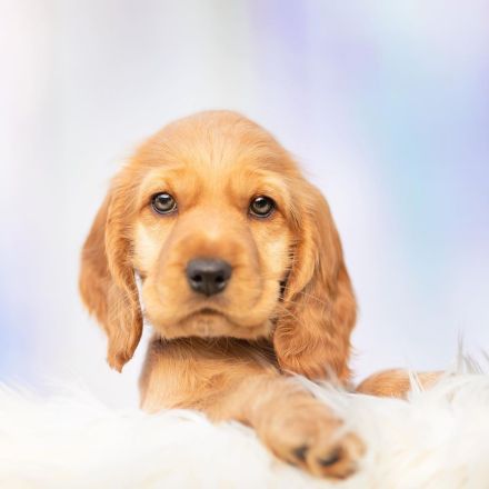 Cocker Spaniel Welpen