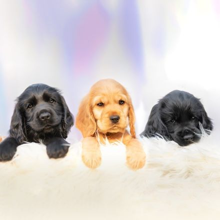 Cocker Spaniel Welpen