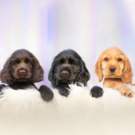 Cocker Spaniel Welpen