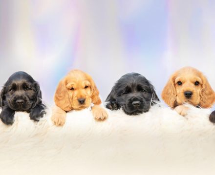 Cocker Spaniel Welpen