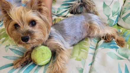 Yorkshire terrier