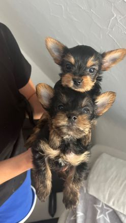 Yorkshire terrier