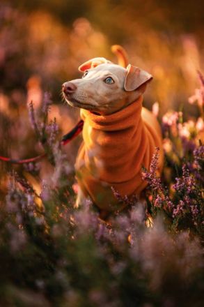 Welpe zu verkaufen !!!