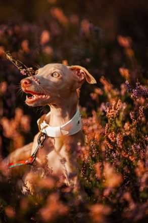 Welpe zu verkaufen !!!