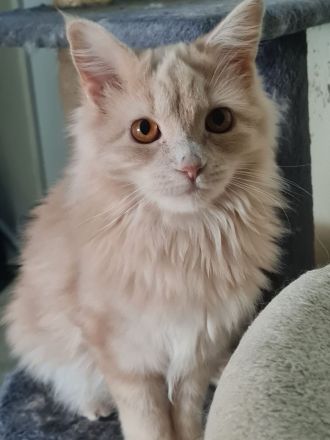 Maine Coon 7 Monate