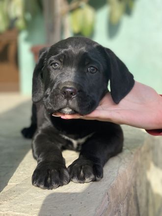 Cane Corso