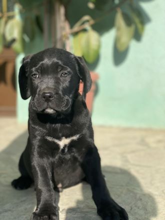 Cane Corso