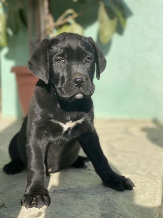 Cane Corso